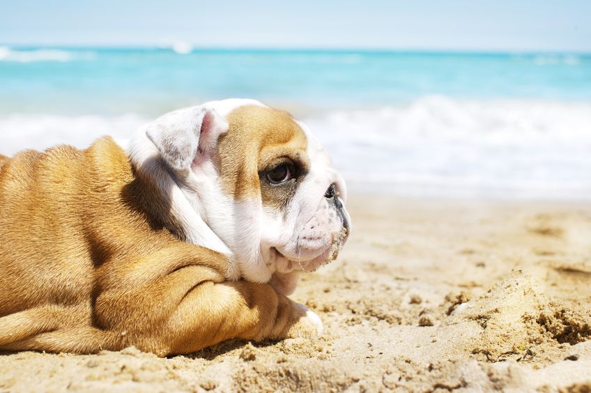 bulldog anglais à la plage