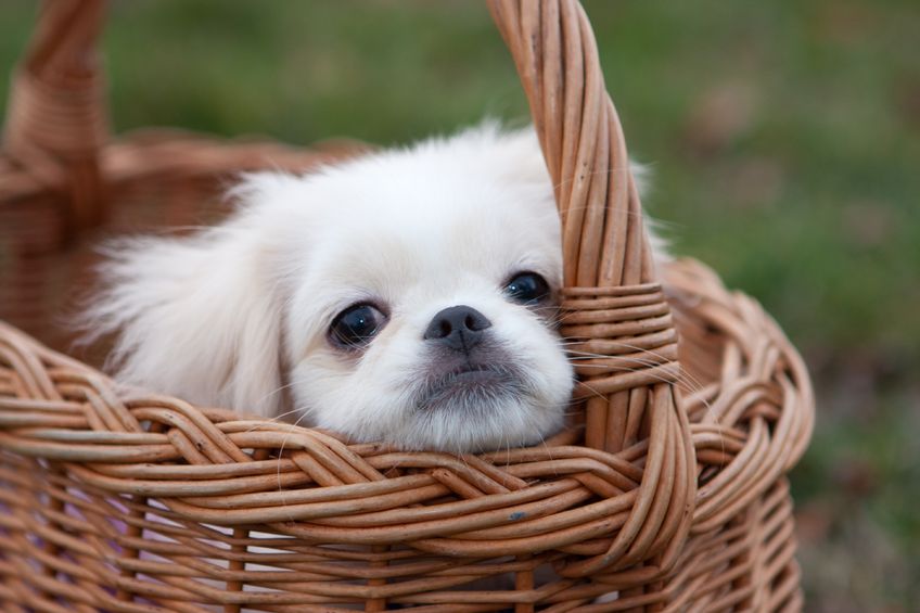 Besoin de chien tendresse