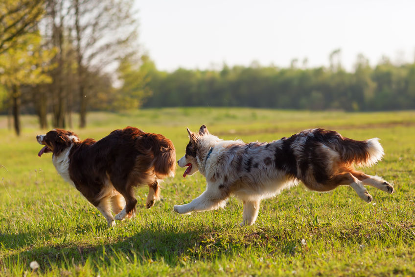 Berger australien dans la prairie