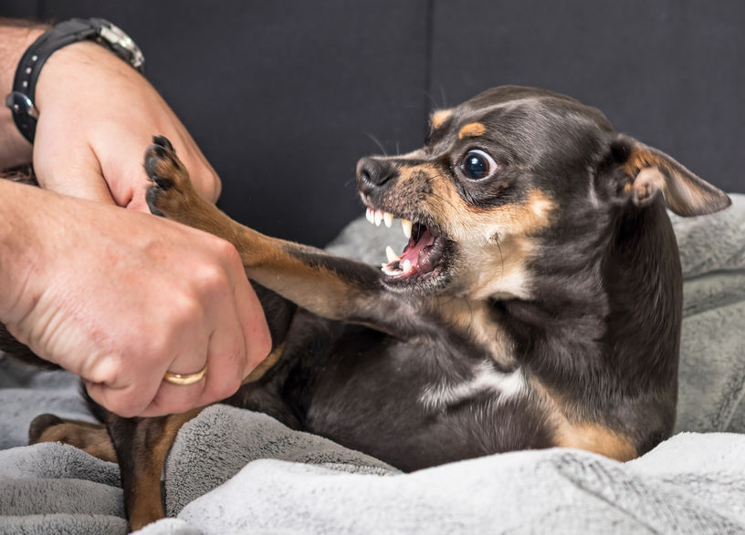 Chiens réactif Wouf Wouf