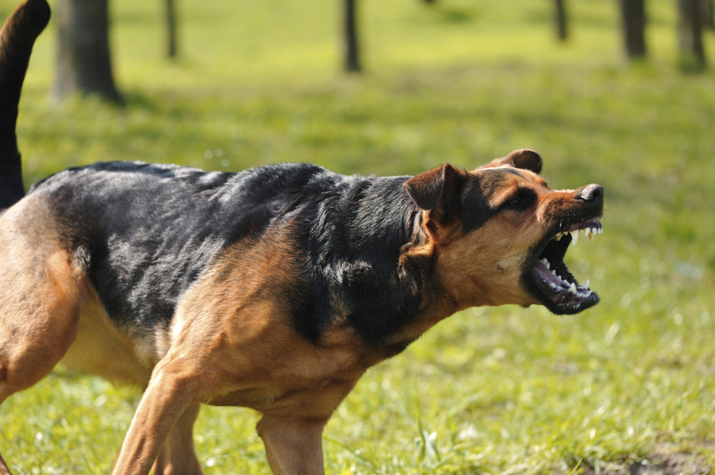 Chiens agressifs
