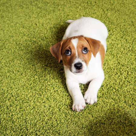 Chiot jack russell terrier