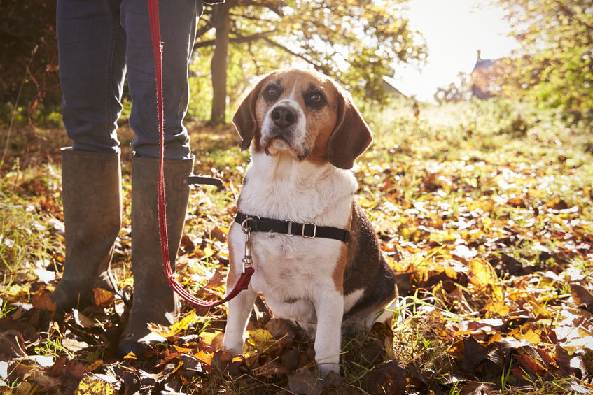 Promener son chien dans le jardin