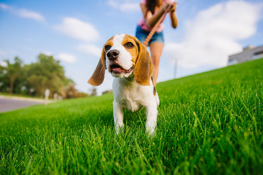 Promenade de chien dans le jardin