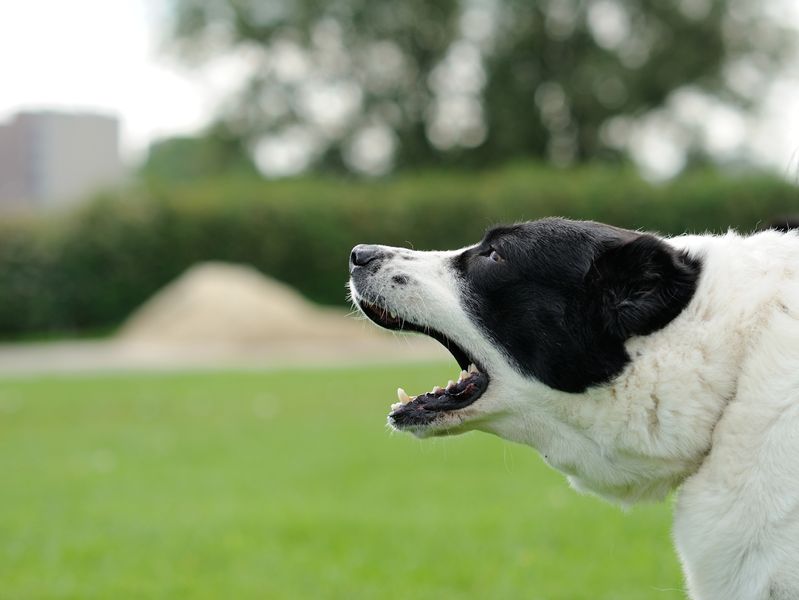 Chien réactif