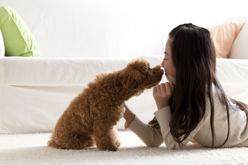 Caniche avec enfant