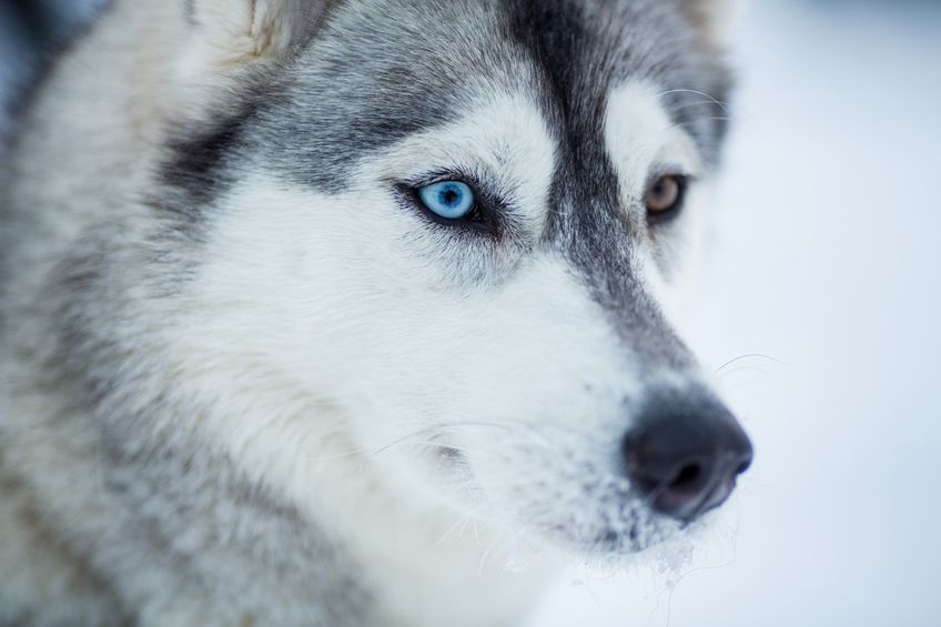 Husky Siberien Les Caracteristiques Du Chien Blog Wouf Wouf