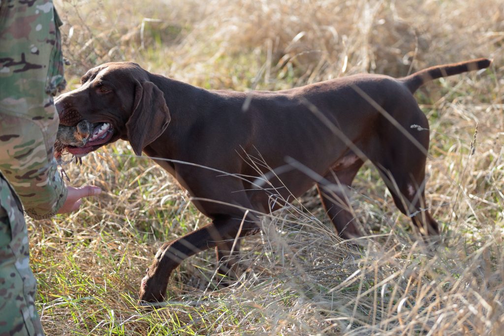 Braque Allemand à la chasse 