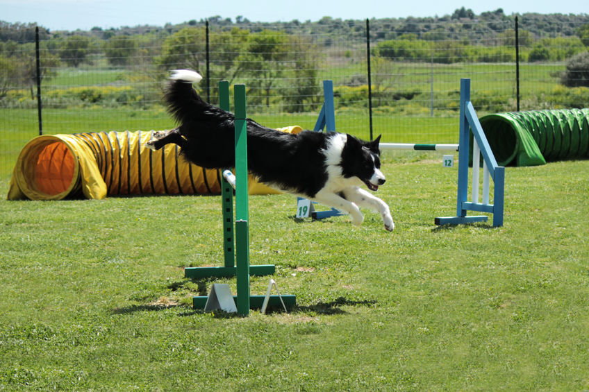 Activité du chien 