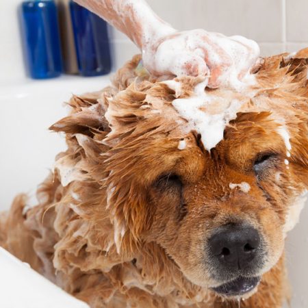 Chien qui sent mauvais dans un bain