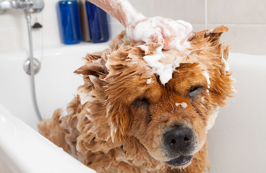 Chien qui sent mauvais dans un bain