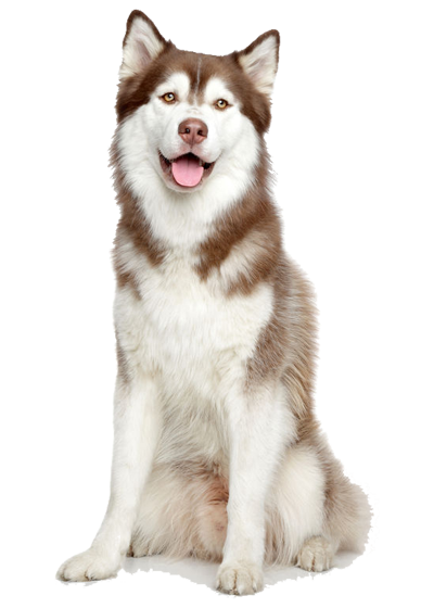 Husky Sibérien