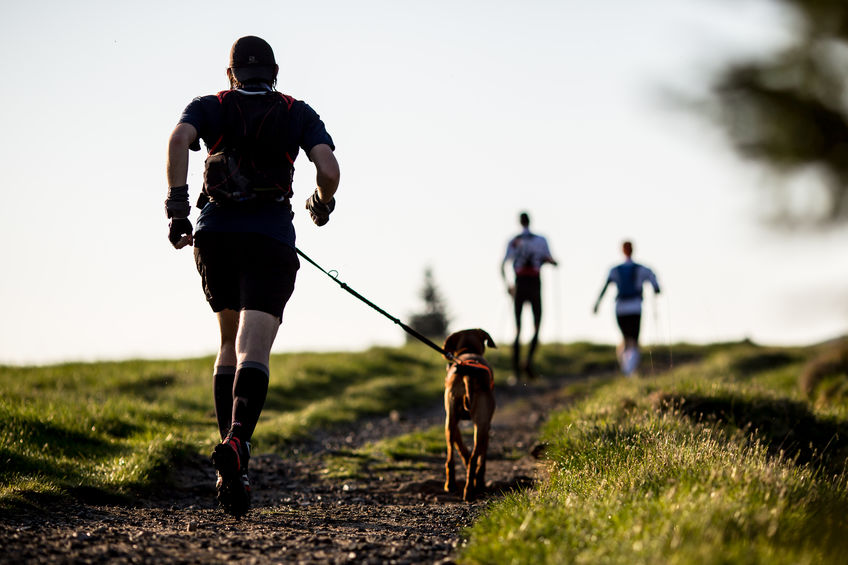 Activité du chien le treking