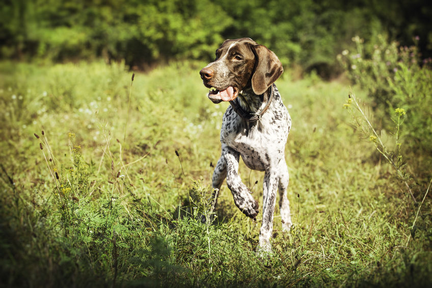 Chien de chasse braque Allemand