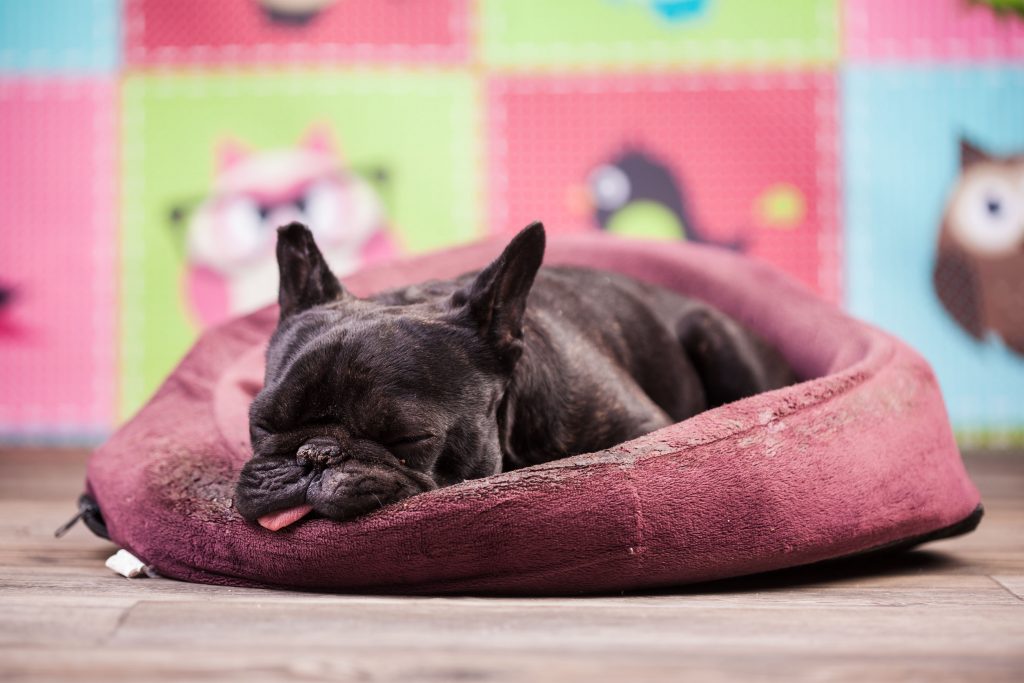 Bouledogue faisant la sieste