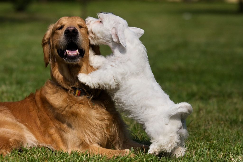 Golden Retriever Wouf Wouf