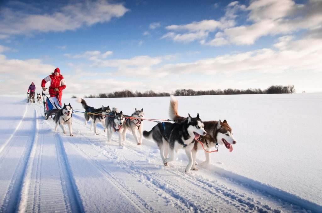 Husky chien de traineau