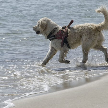 Chien sauvetage en mer