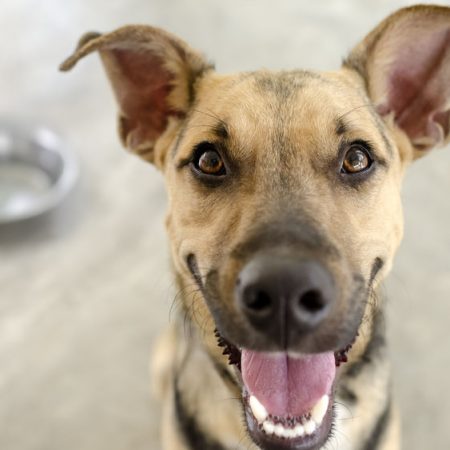 apprendre à son chien