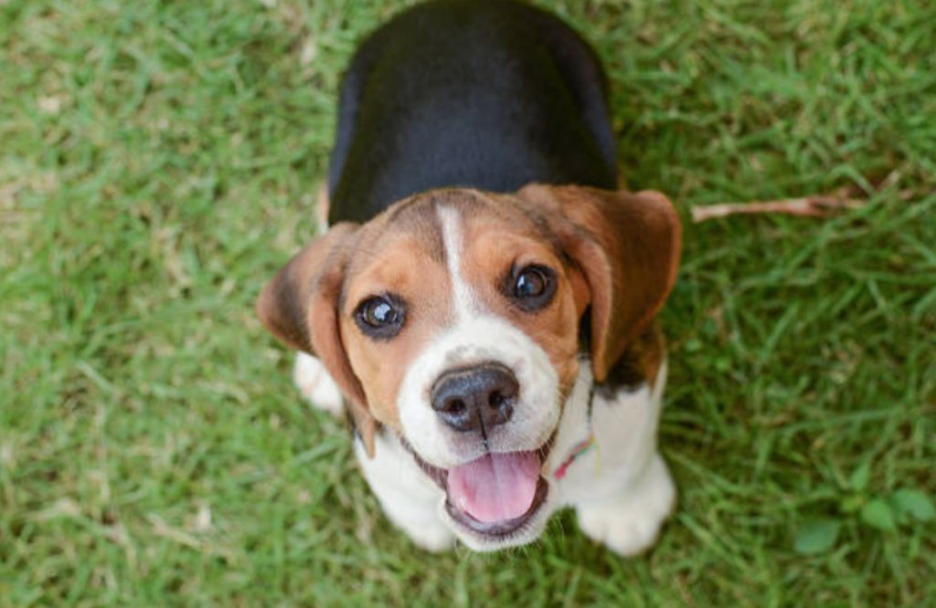 épanouissement du chien