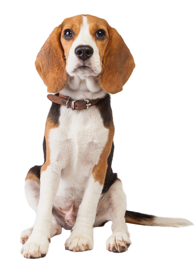 Beagle