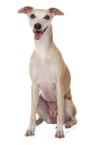 Whippet