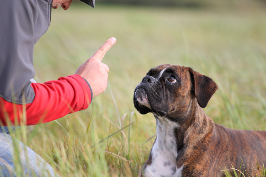 Dressage bouledogue