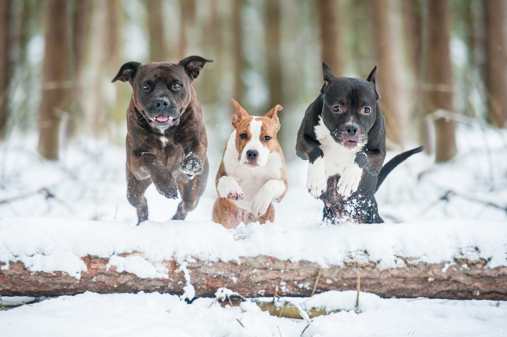 Chien froid hiver