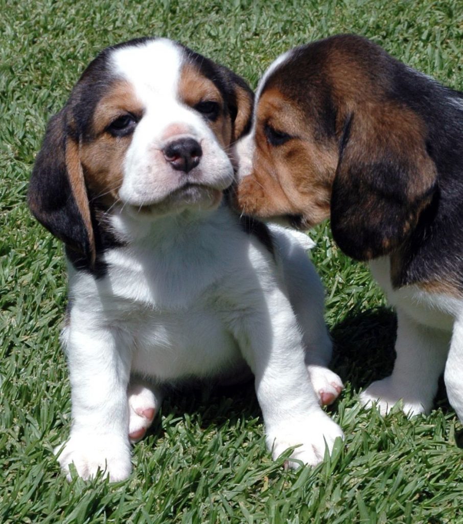 Chiot beagle