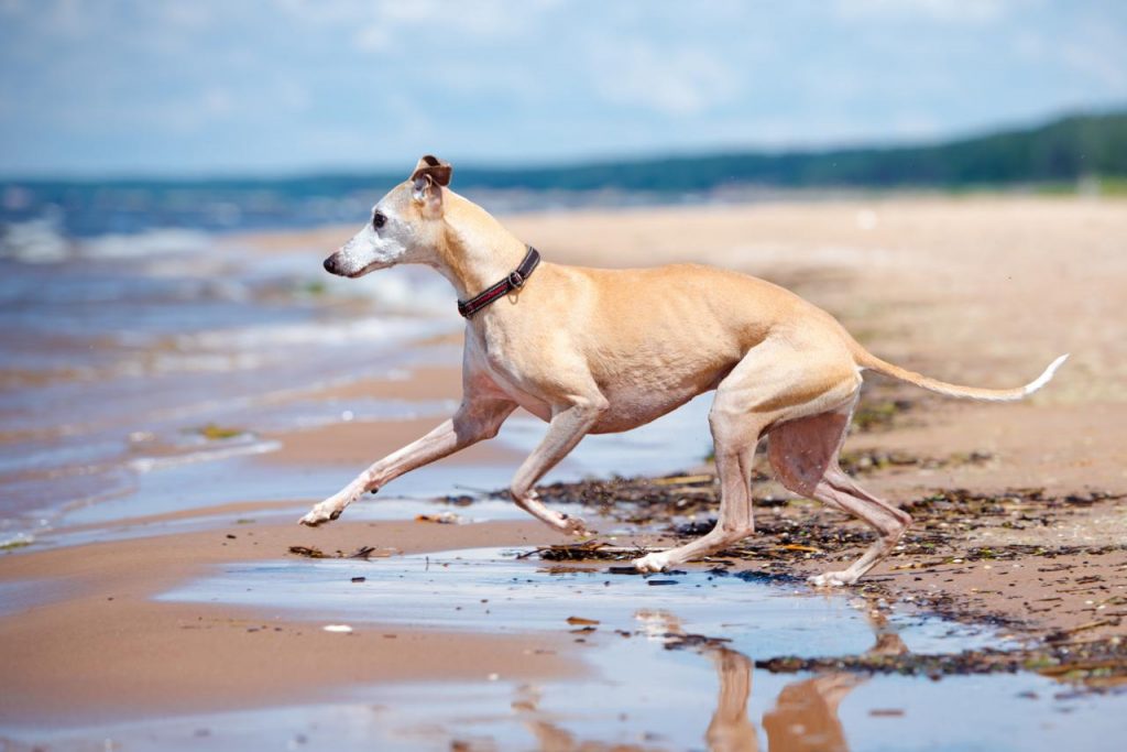 Levrier Whippet