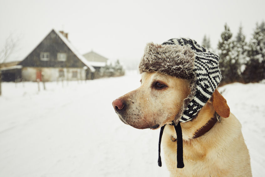 Chien hiver froid Wouf Wouf