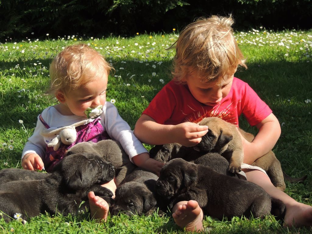 Cane Corso avec enfants
