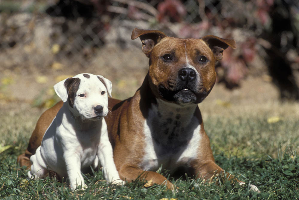 Staffie avec chiot