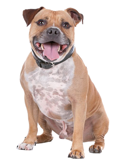 Staffordshire Bull Terrier