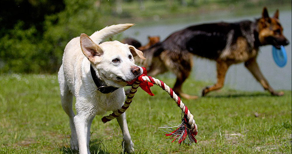 bien être canin wouf wouf