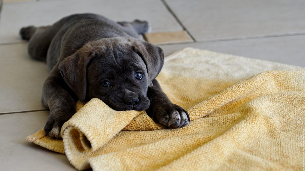 Cane Corso chiot