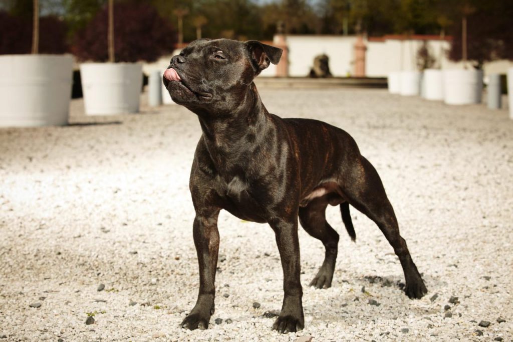 staffordshire bull terrier noir