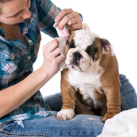 Soins du chien : Les oreilles