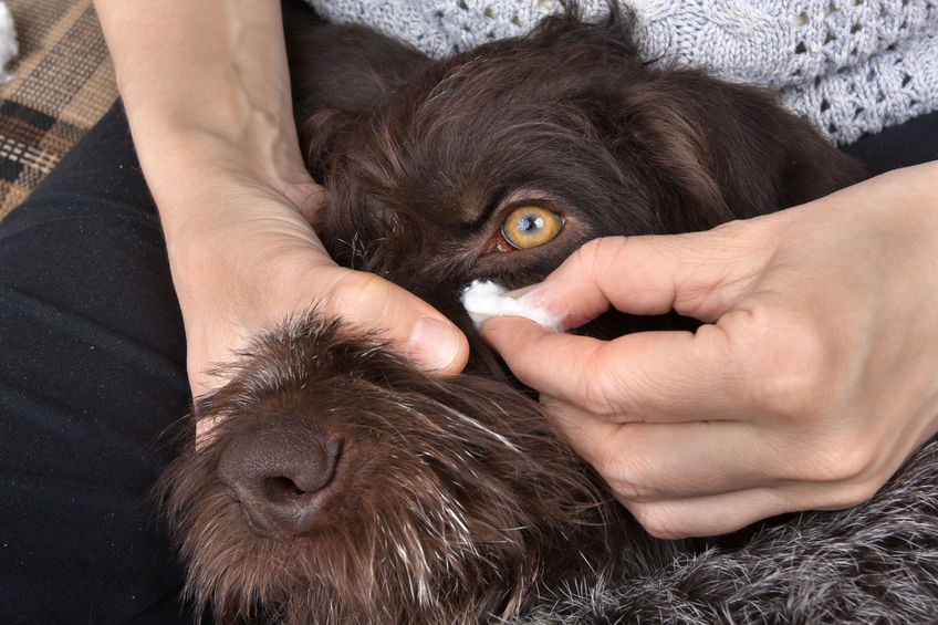 Nettoyage des yeux d'un chien 