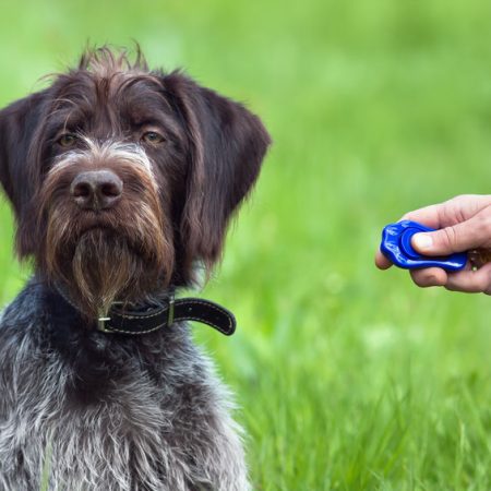 Clicker training pour chien