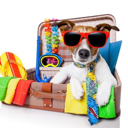Vacances avec mon chien