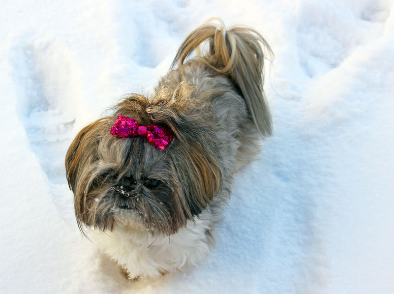 Shih Tzu Caractéristiques Du Chien Blog Wouf Wouf