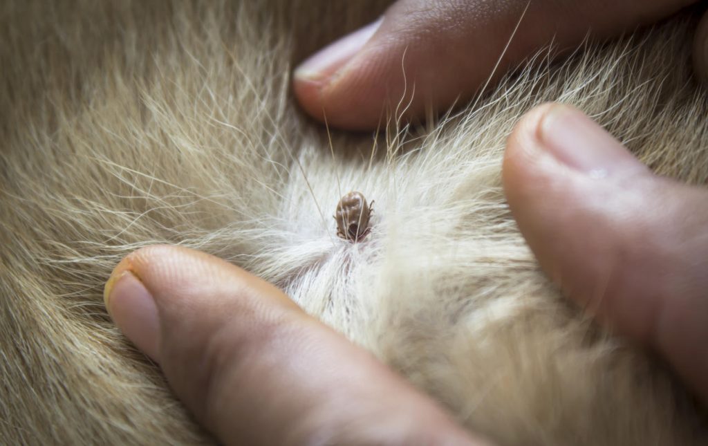 Tique, danger pour le chien 