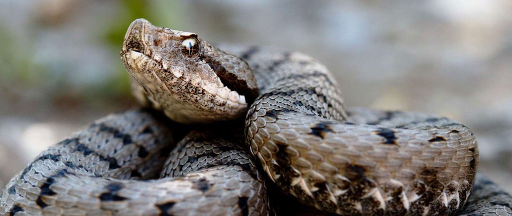 serpent, danger pour le chien 