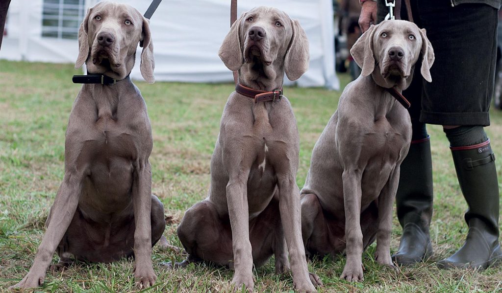 Braques de weimar à la chasse