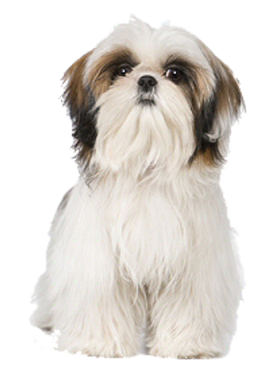 Shih-Tzu