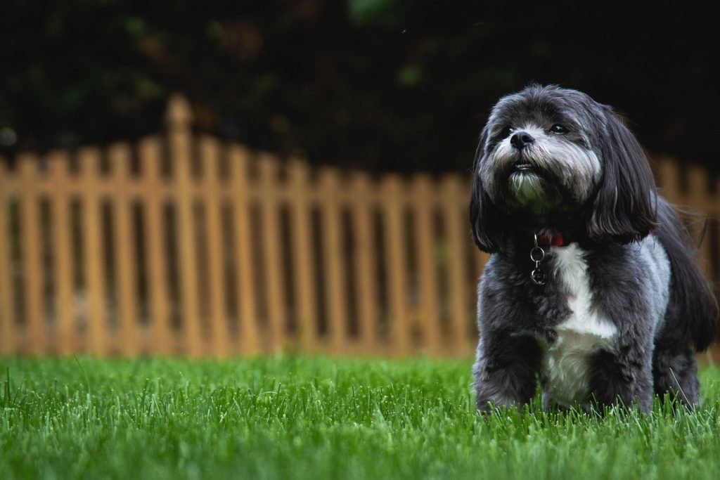 Shih tzu dans le jardin