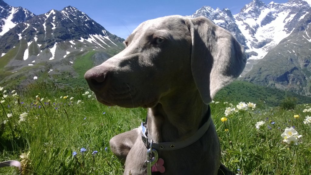 chien braque de Weimar à la montagne