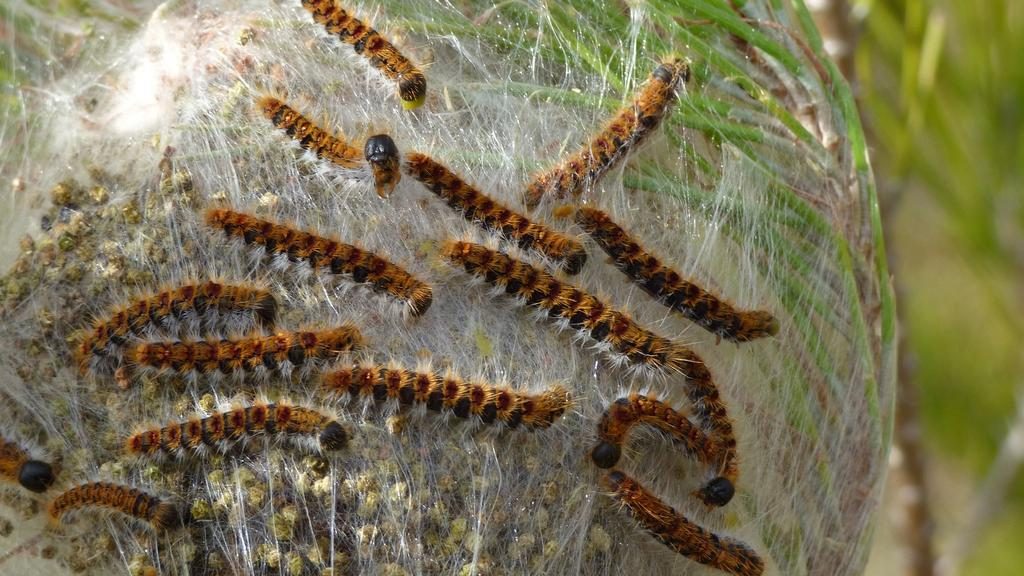 chenille, danger pour le chien 