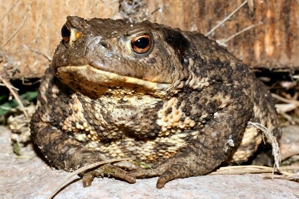 Crapaud, danger pour le chien